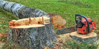 Best Tree Removal  in Monroe Manor, NJ