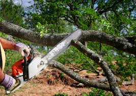 Best Tree Mulching  in Monroe Manor, NJ