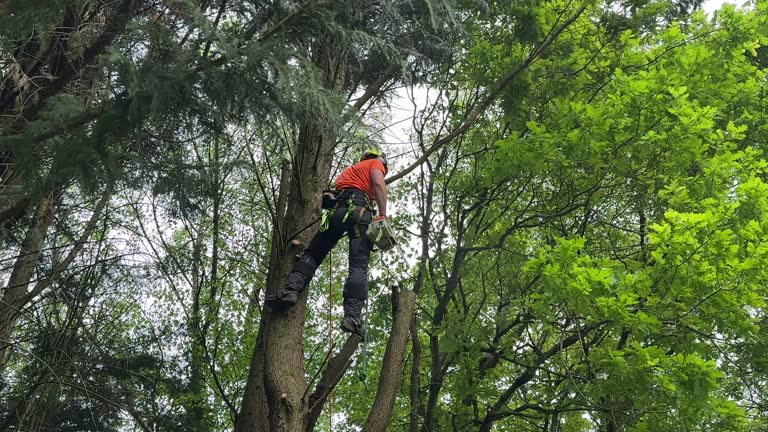 Monroe Manor, NJ Tree Removal Company
