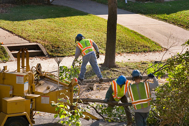 Best Tree Risk Assessment  in Monroe Manor, NJ