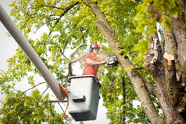 Best Hedge Trimming  in Monroe Manor, NJ
