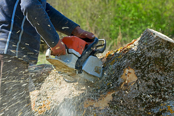Best Lawn Disease Treatment  in Monroe Manor, NJ