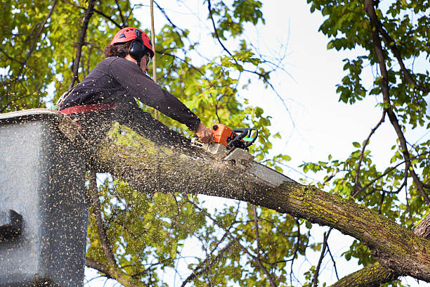 Best Lawn Pest Prevention  in Monroe Manor, NJ